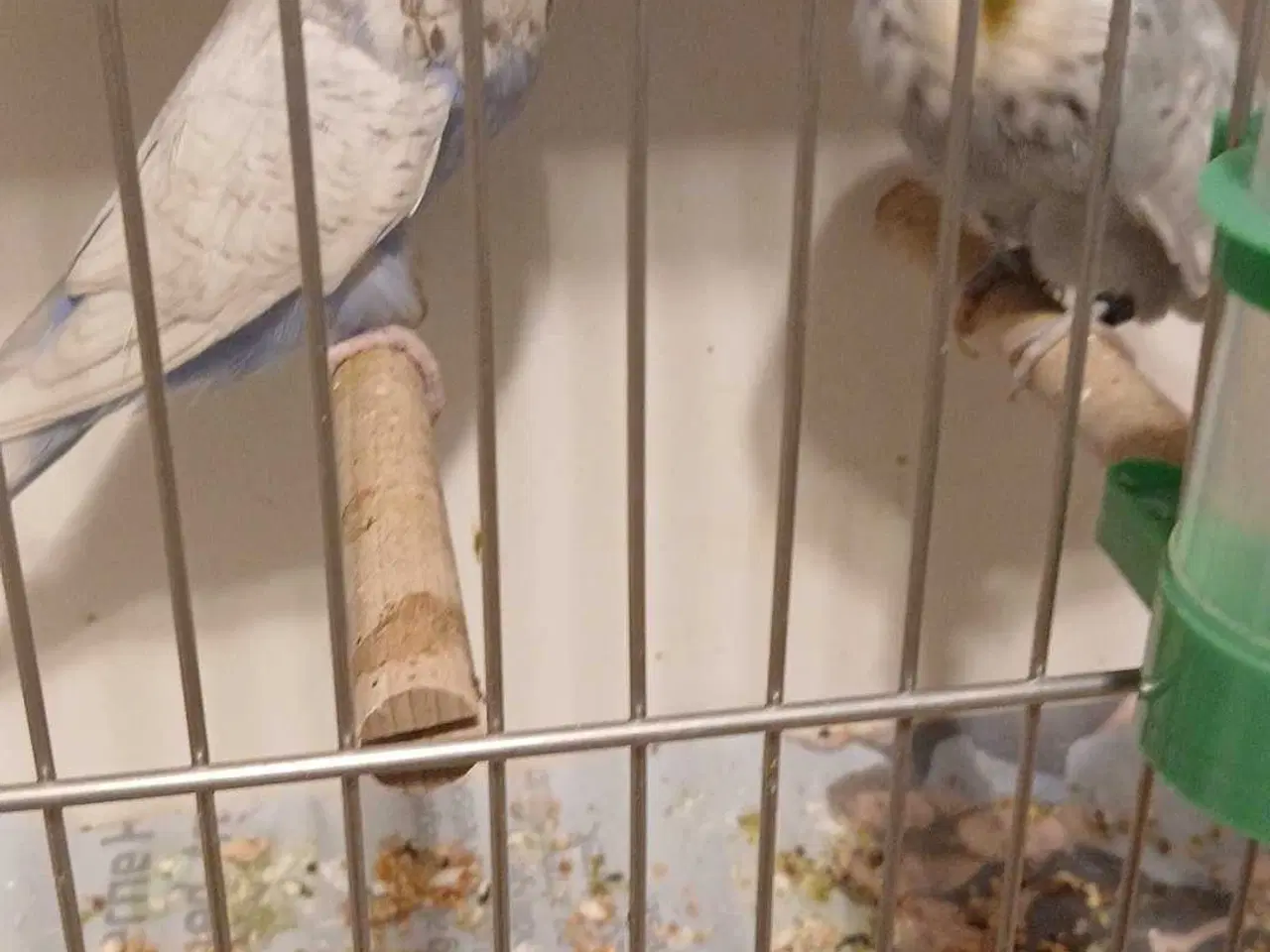 Billede 1 - 1 par Engelske undulater 