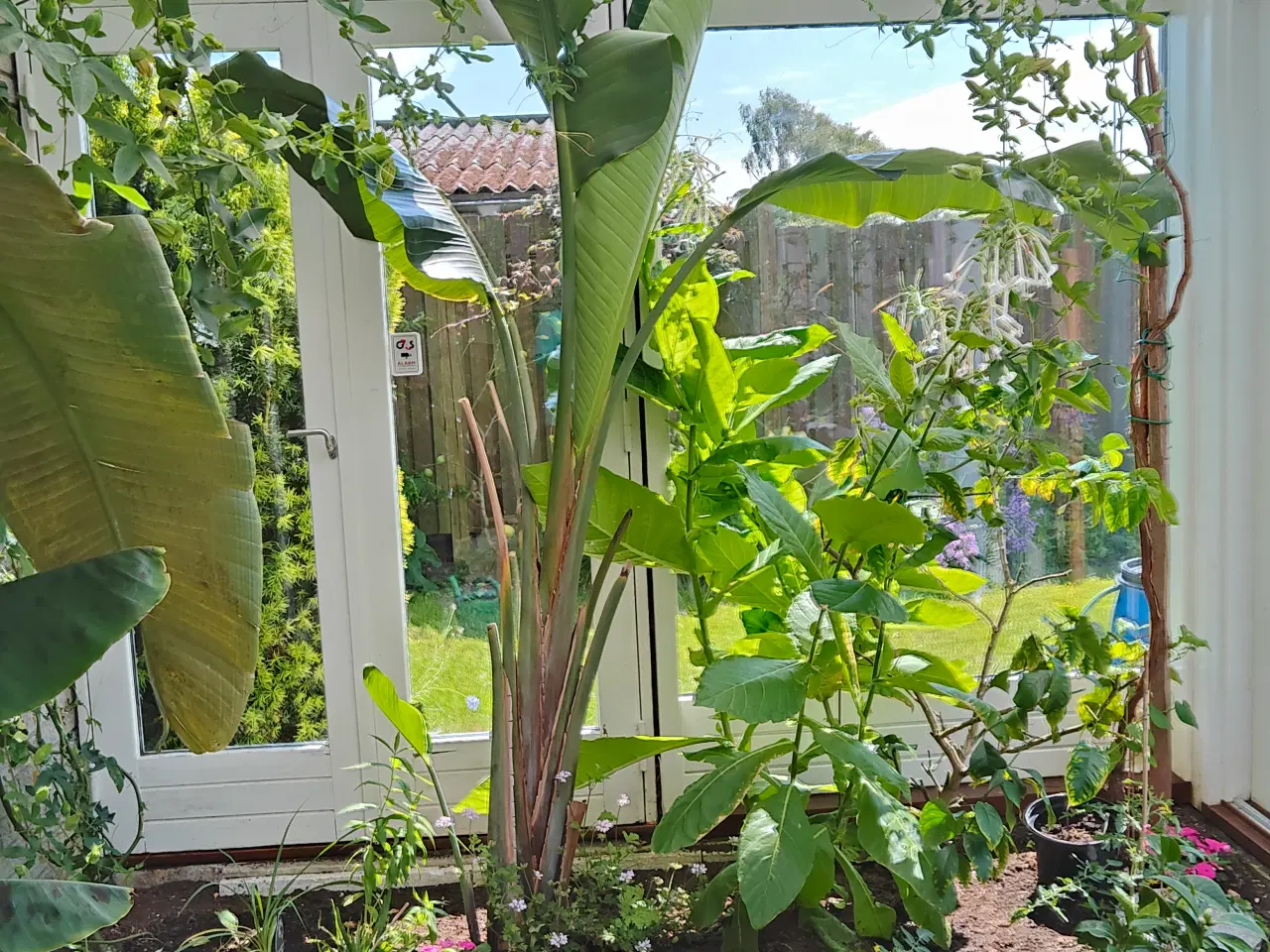 Billede 2 - 2 stk eleganteStrelitzia nicolai indendørsplanter.