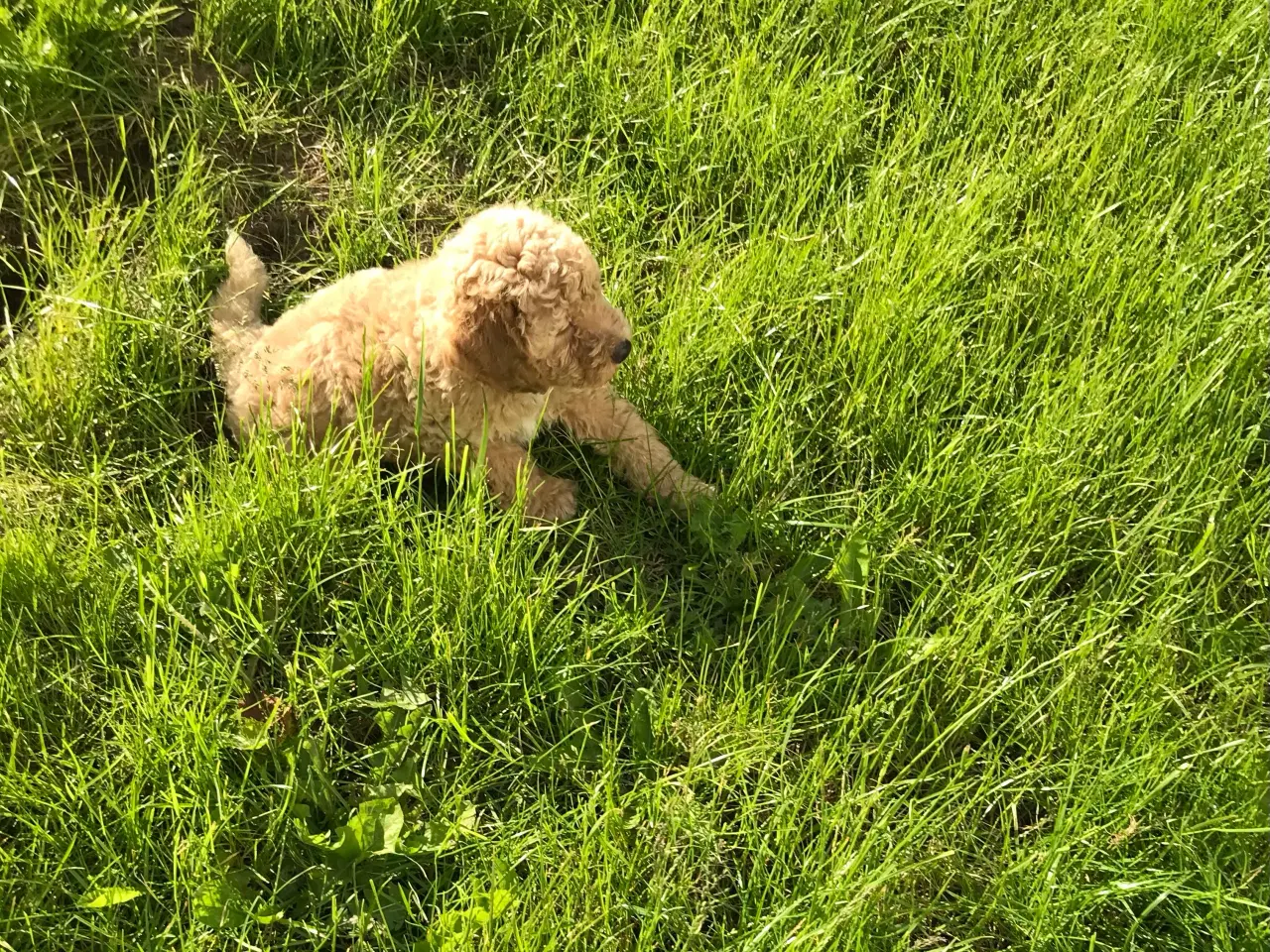 Billede 1 - Mellem labradoodle hvalpe Multigen