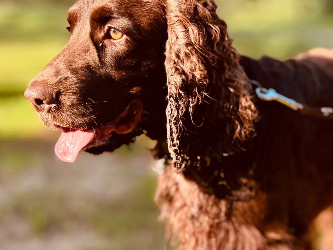 Billede 3 - Avls han. Ikke til salg. Engelsk Cocker spaniel