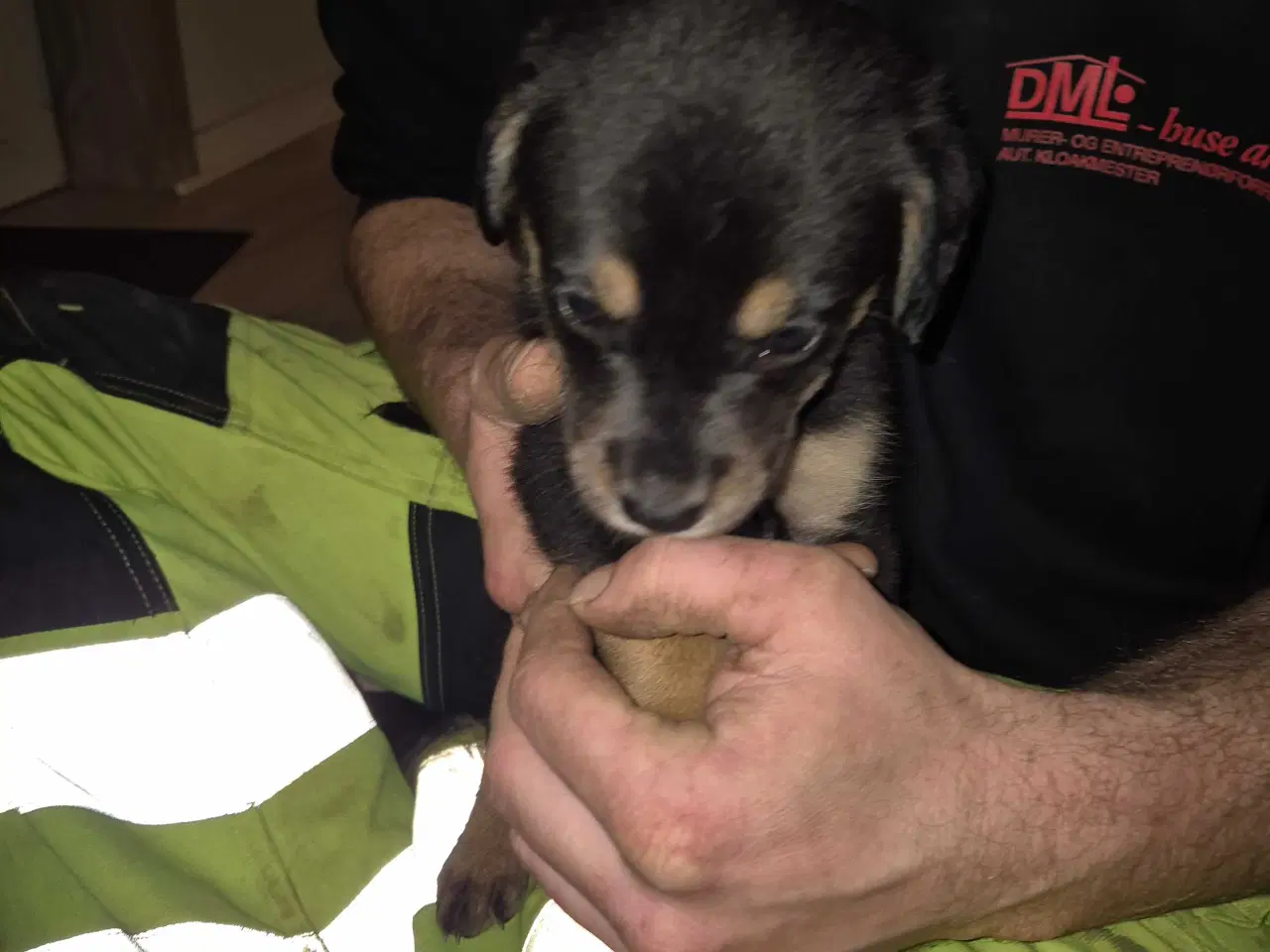 Billede 3 - 1 labrador/dobbermann hvalp