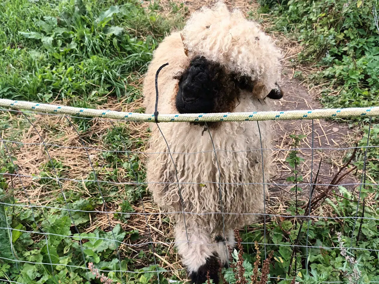 Billede 6 - 1 Stk Vallais Blacknose Vædder lam. 