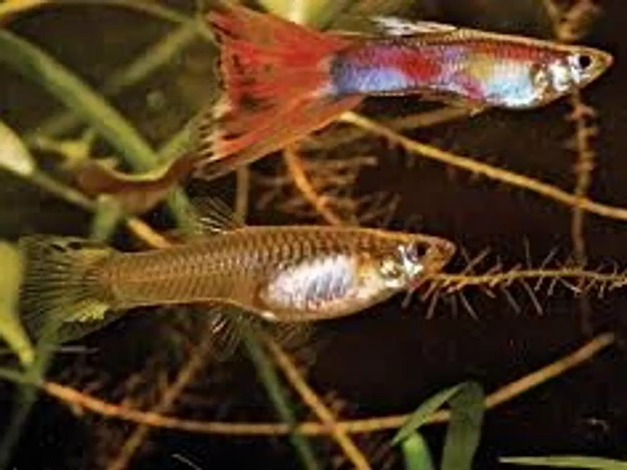 Billede 1 - GUPPY. MIX ((STORE)) ((3-3,5 CM)) FÅ MÆNGDE RABAT