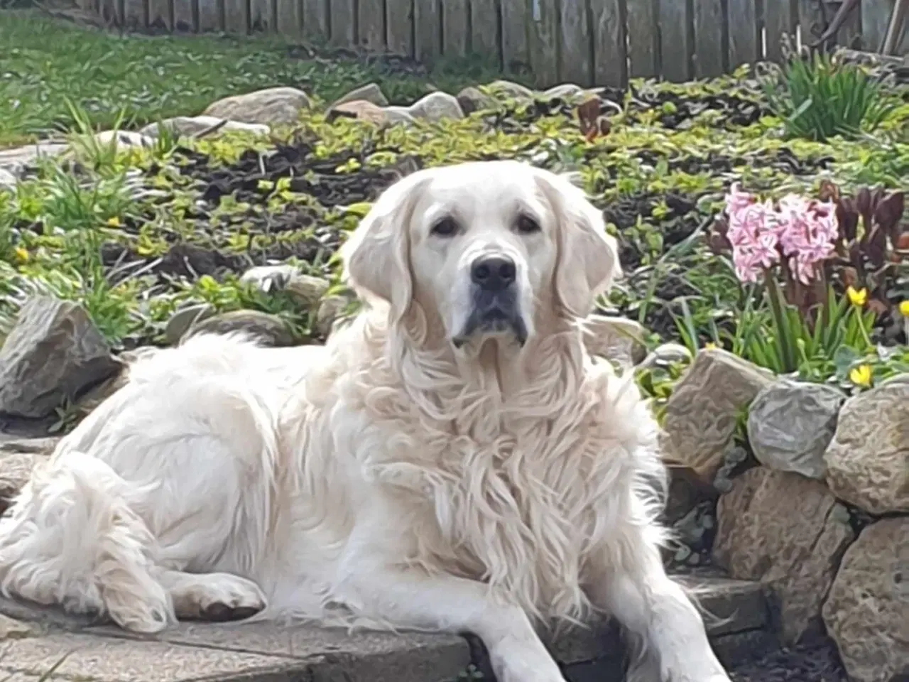 Billede 4 - Verdens smukkeste Golden Retriever er nu til salg!