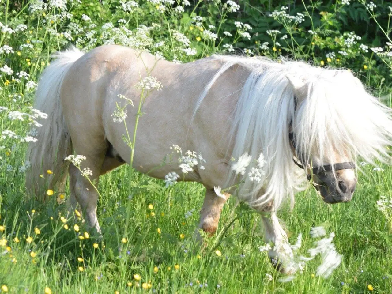 Billede 3 - Albert mini palomino 