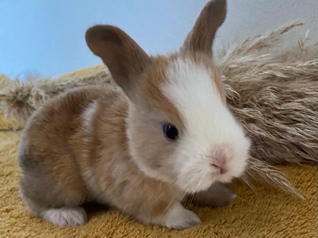 Billede 5 - HOLLÆNDER HUN MADAGASCAR