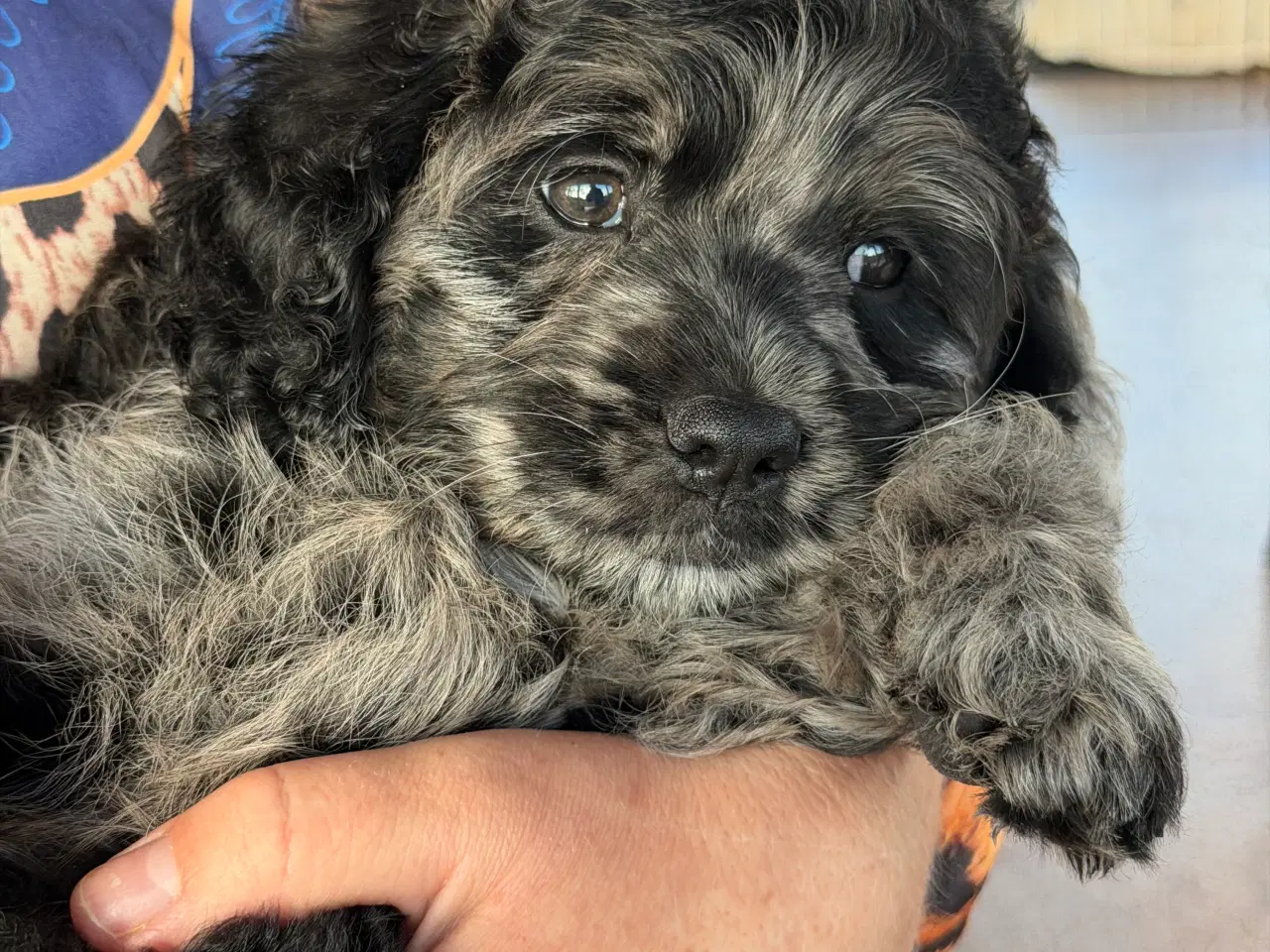 Billede 5 - Amerikanske merle cockapoo