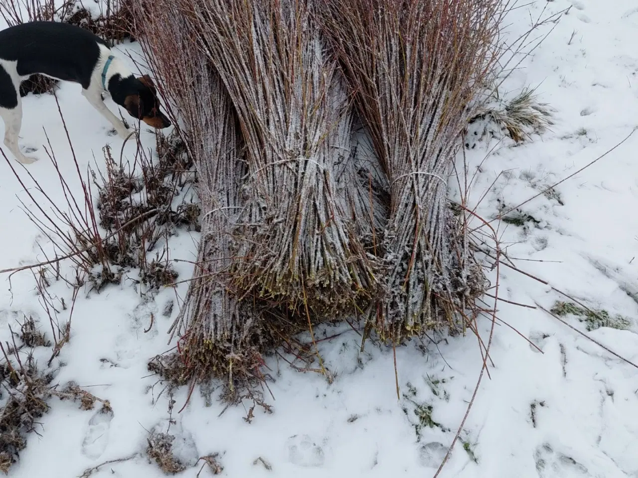 Billede 2 - Flette pil i mark bunder