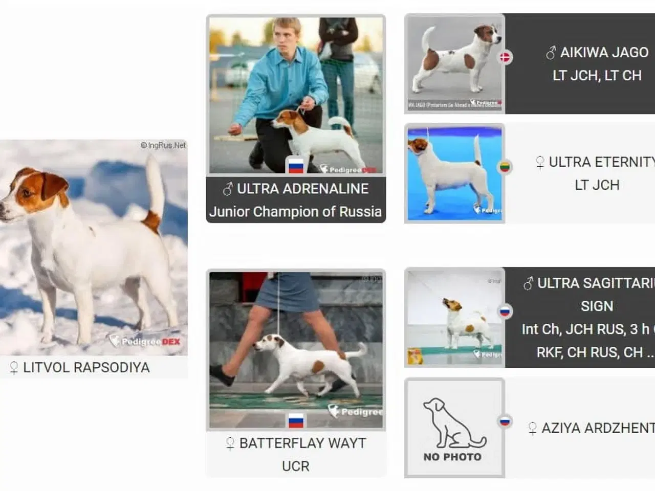 Billede 7 - Jack Russell Terrier
