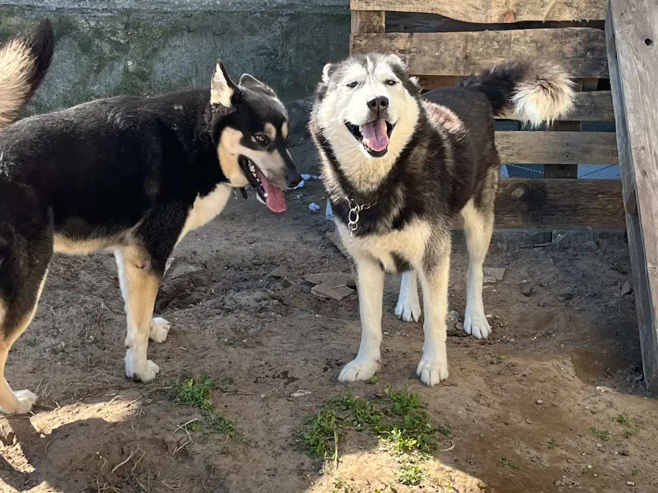 Billede 2 - Husky/malamute hvalpe