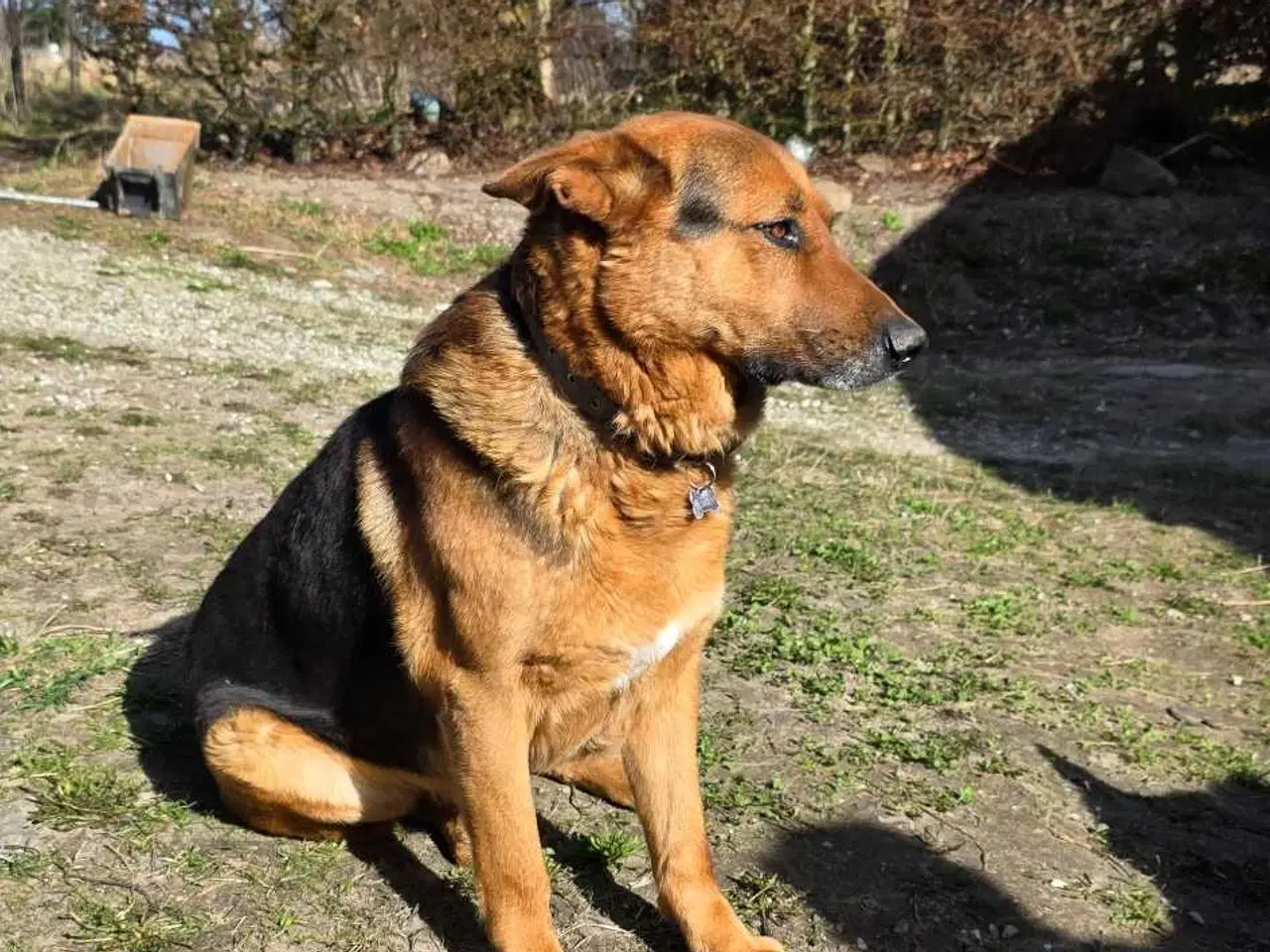 Billede 8 - Schæfer Hvalpe til salg