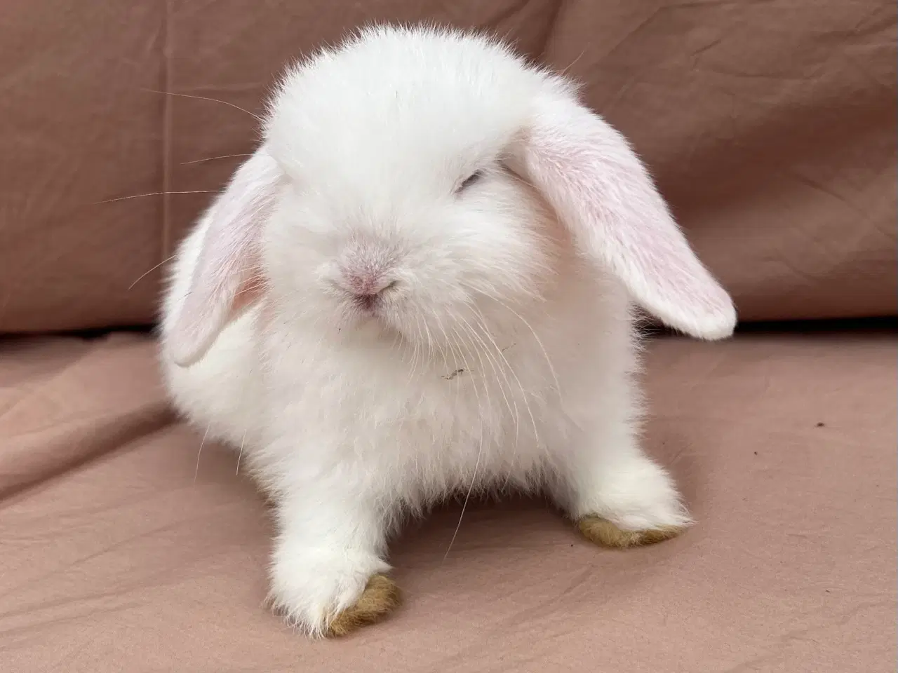Billede 5 - Mini lop - BEW 