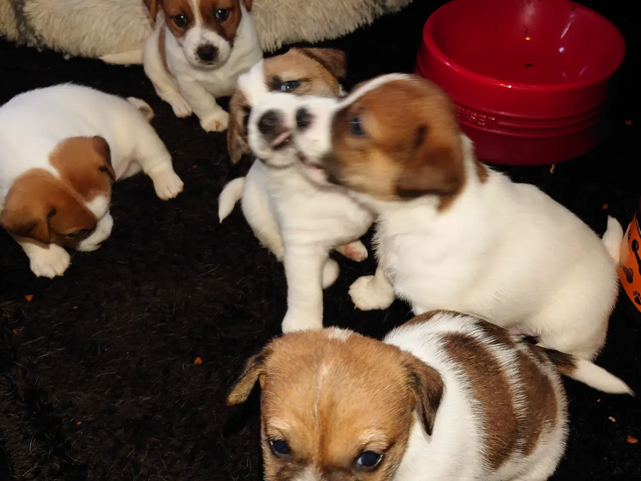 Billede 6 - Jack Russel hvalpe (kort benet type)