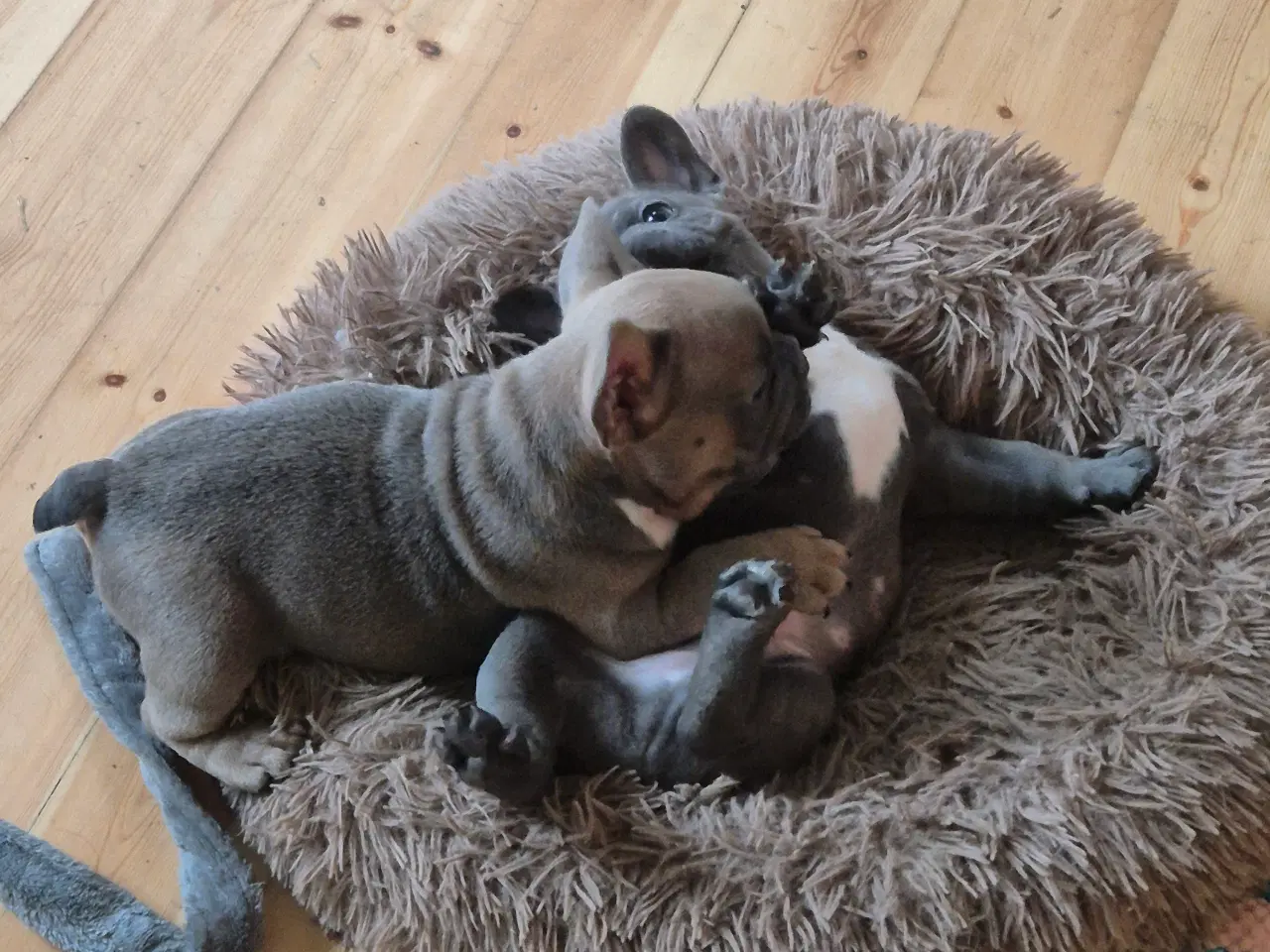 Billede 3 - FRANSK BULLDOG HVALP