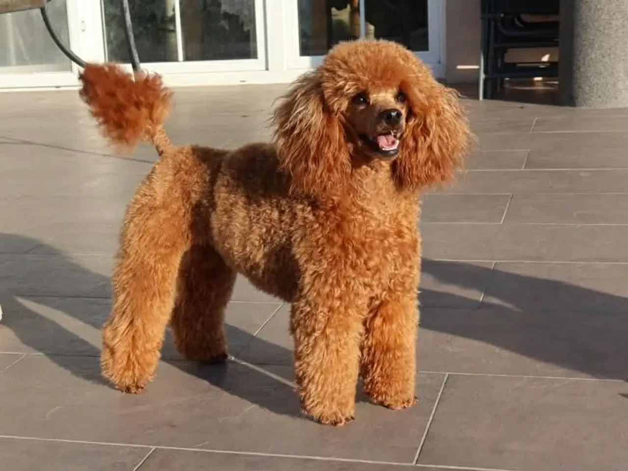 Billede 1 - Toy / dværg  puddel til parring 