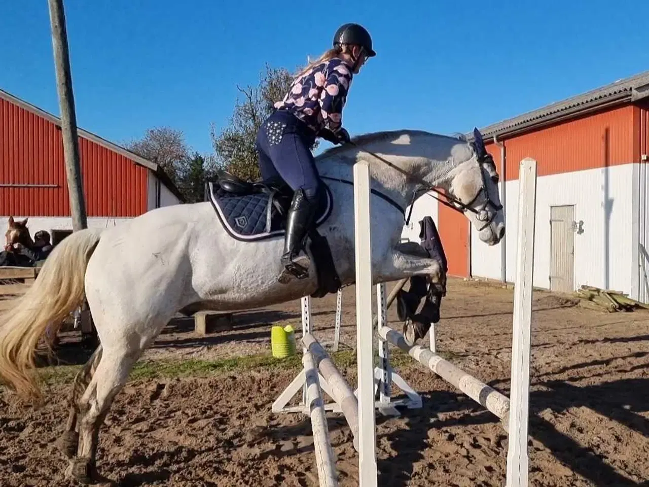 Billede 6 - 🐴 Smuk og alsidig vallak – Ronaldo søger sit sids