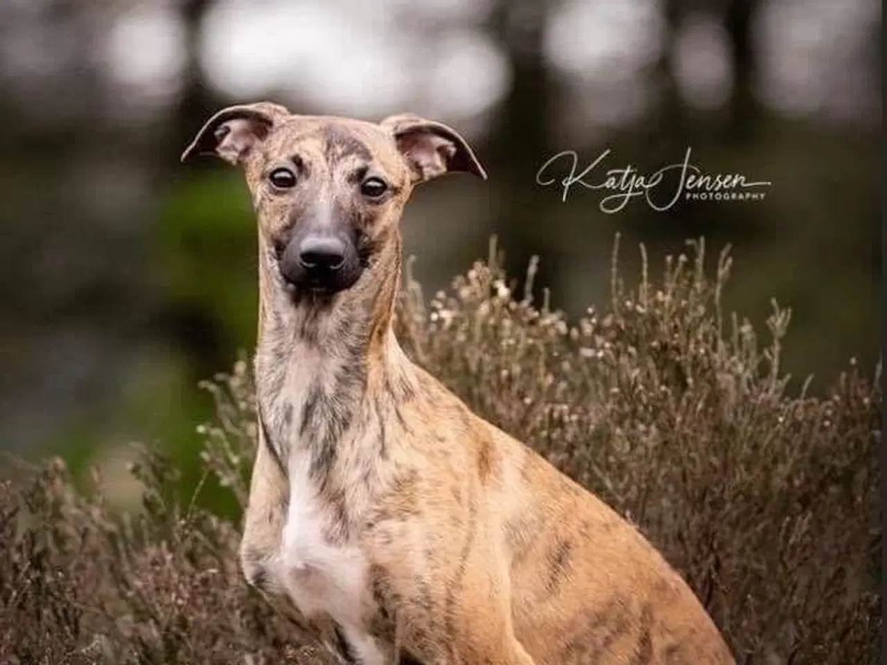 Billede 5 - Italiensk mynd/ whippet 
