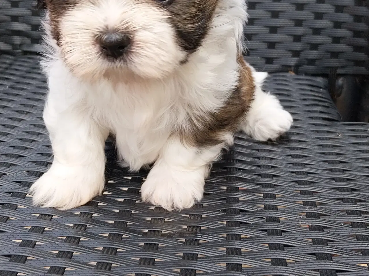Billede 11 - Shih Tzu hvalpe