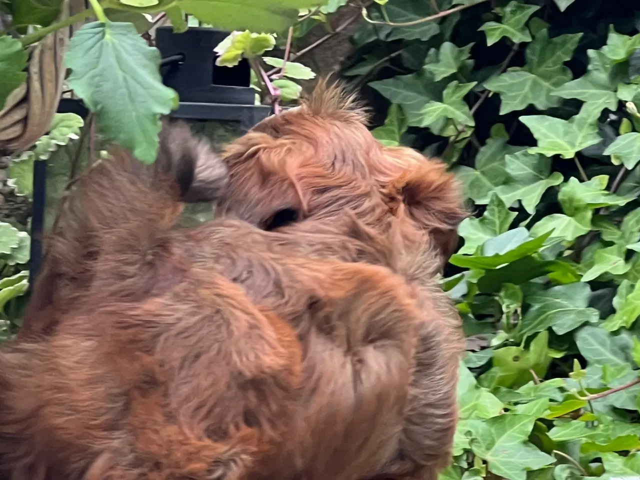 Billede 7 - 🧡Søde & Smukke Bichon Havanais 🧡