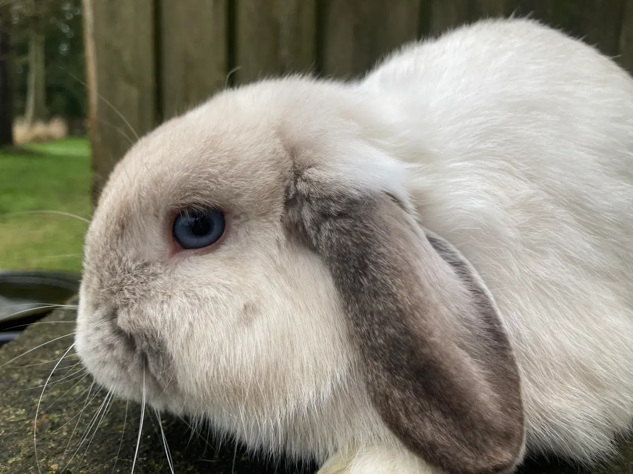 Billede 2 - Ægte Minilop Dreng