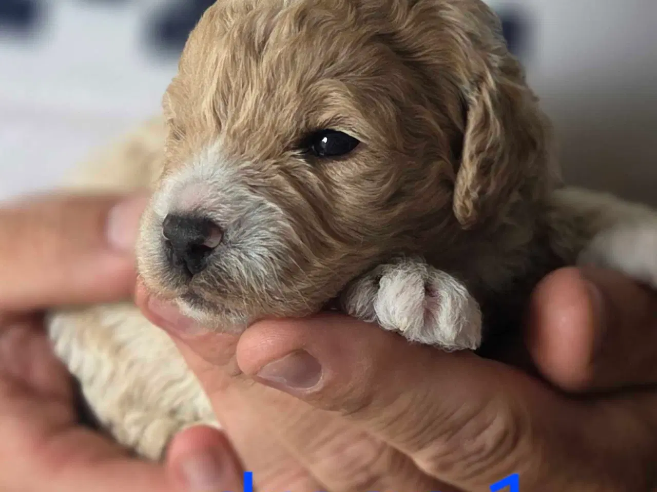 Billede 11 - F1b Cockapoo 