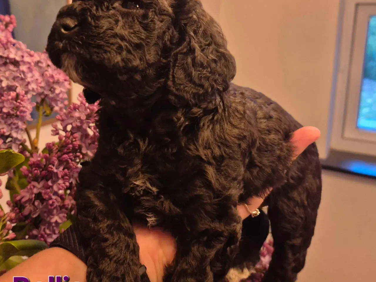 Billede 4 - Uimodstålige søde Mine cockapoo 