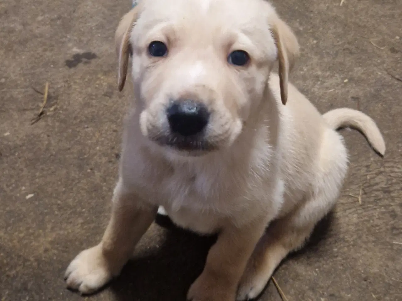 Billede 2 - Golden/ labrador 