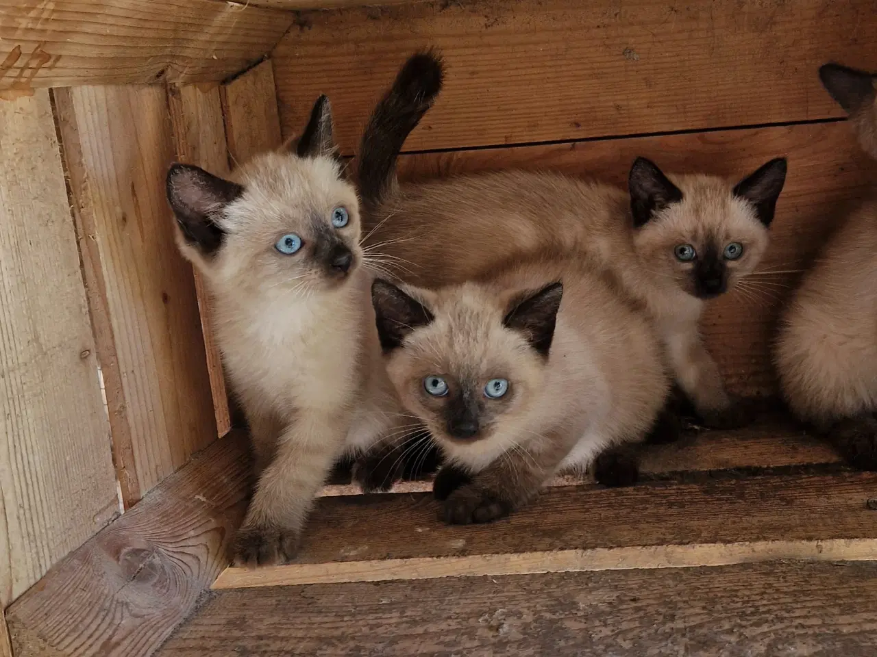 Billede 2 - Parring tilbydes siameser ragdoll mix