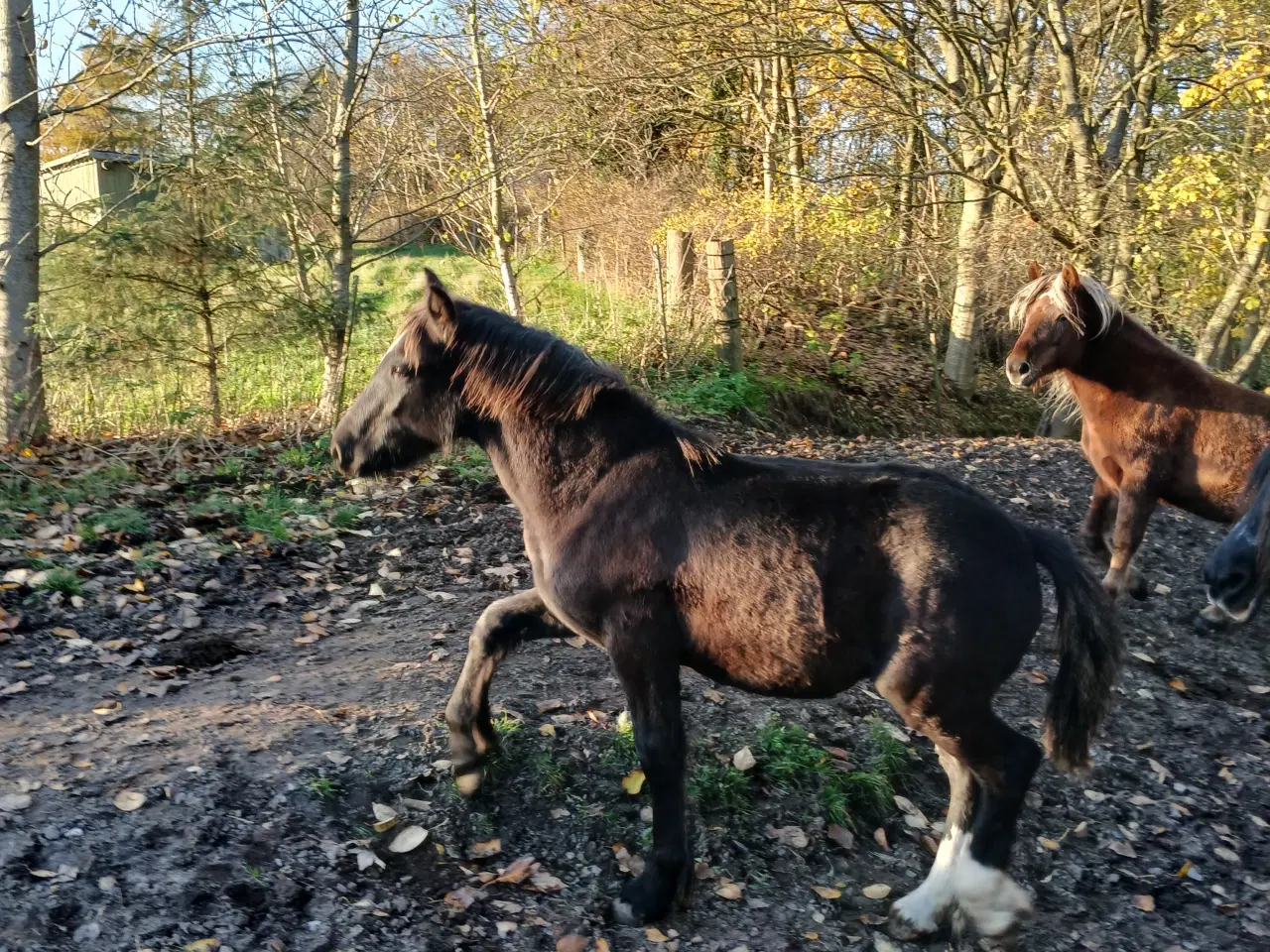 Billede 10 - Hoppeføl sælges