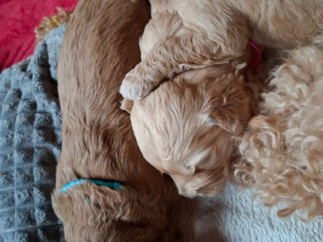 Billede 9 - Goldendoodle/Labradoodle