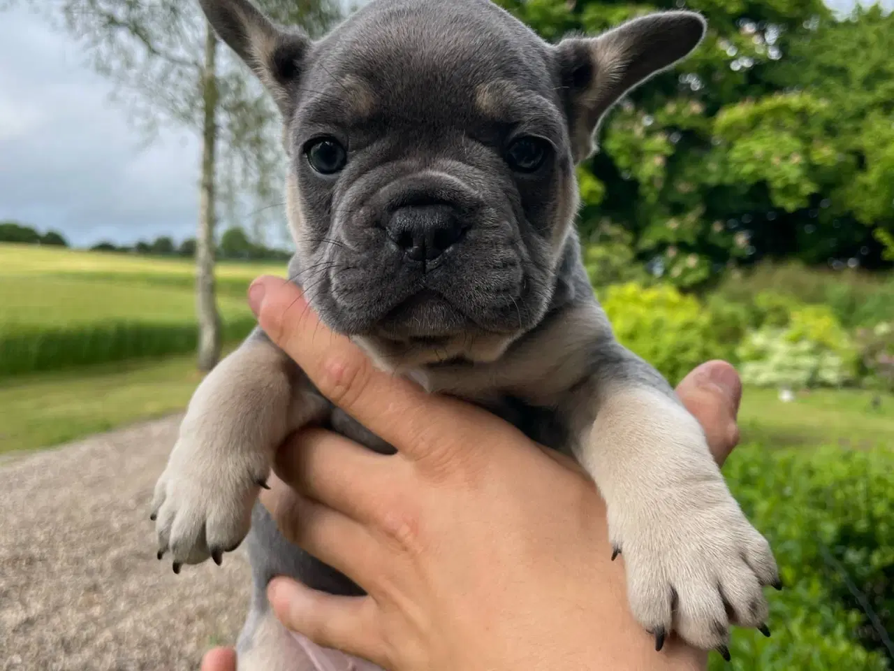 Billede 12 - Franske bulldog hvalpe
