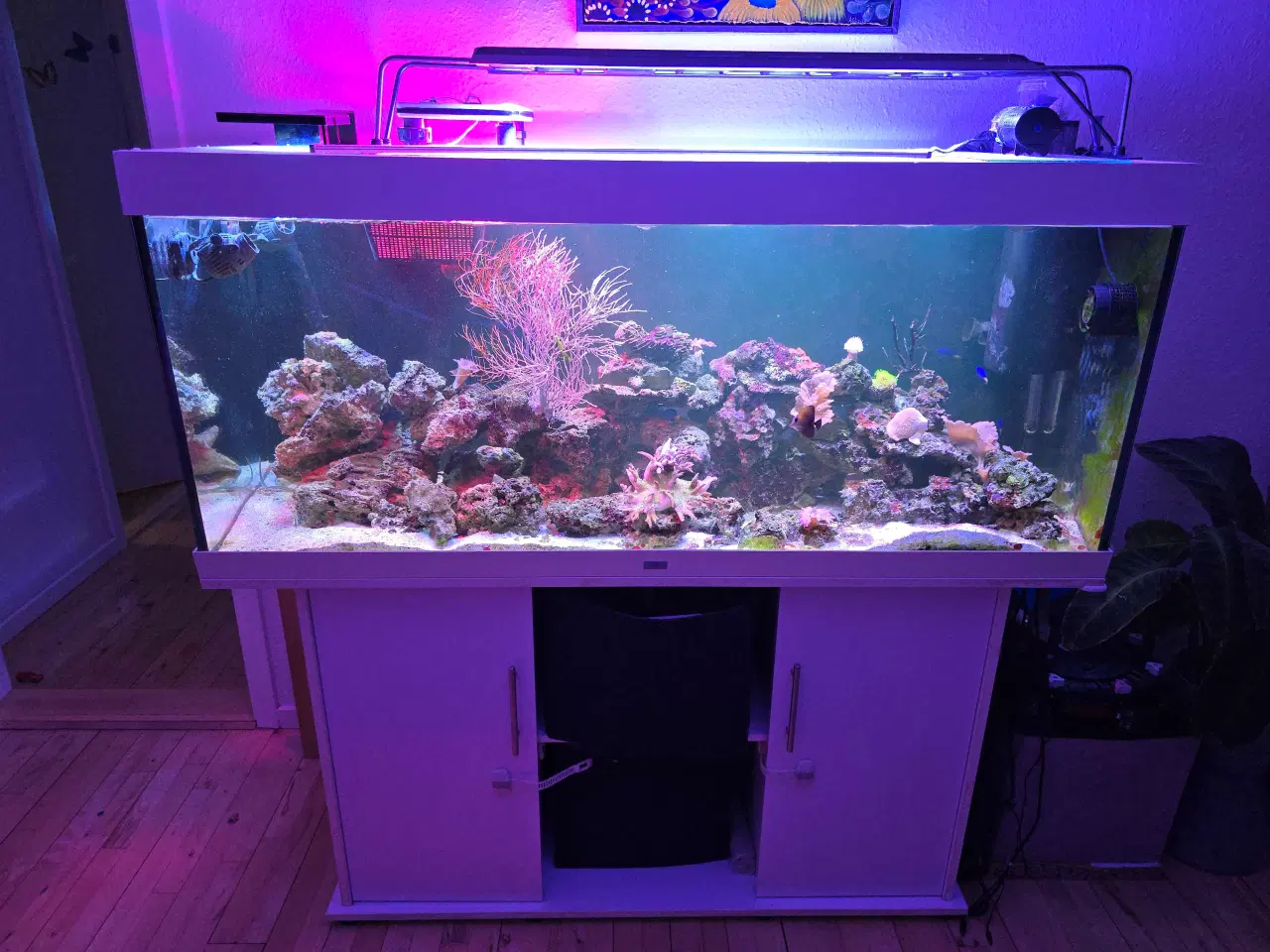 Billede 1 - 450l saltvands akvarium