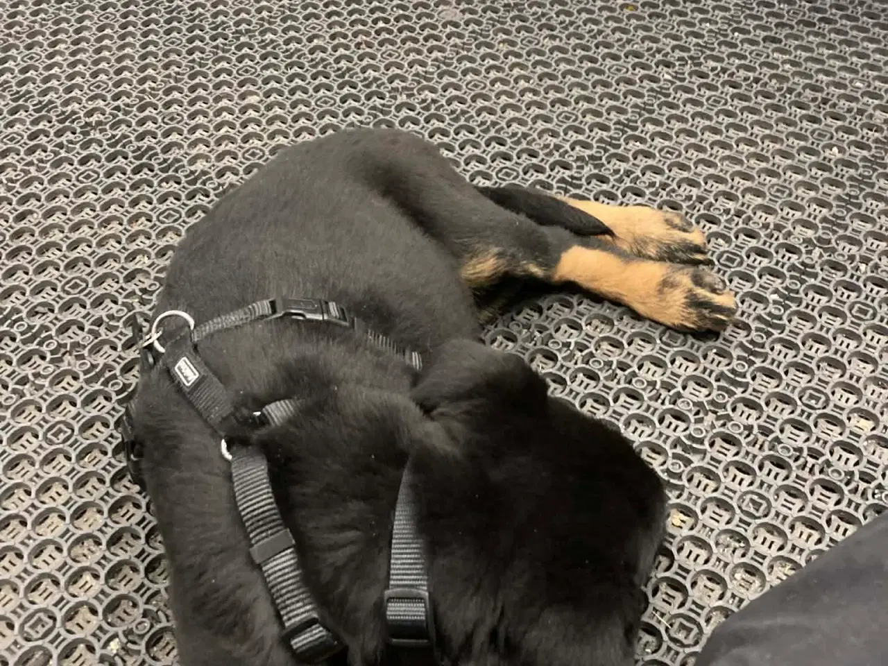 Billede 15 - Rottweiler / schæfer blanding