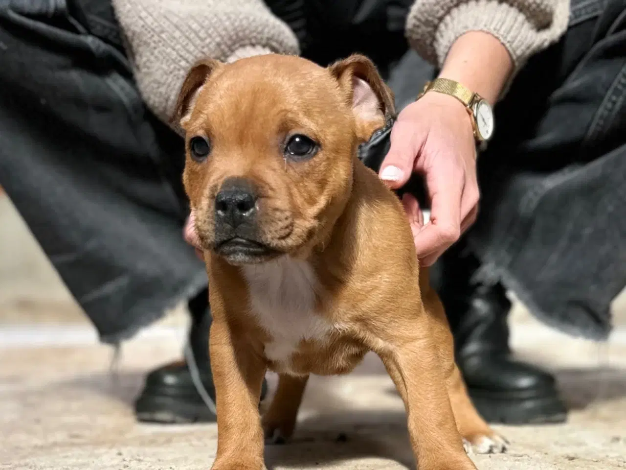 Billede 1 - Røde Staffordshire Bull terrier hvalpe 