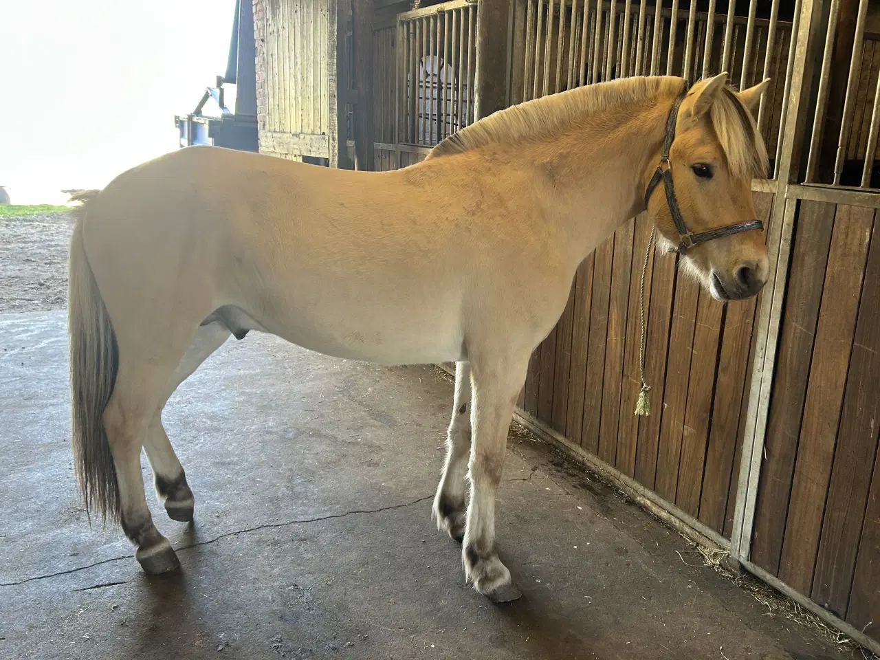 Billede 1 - Smuk Fjordhest