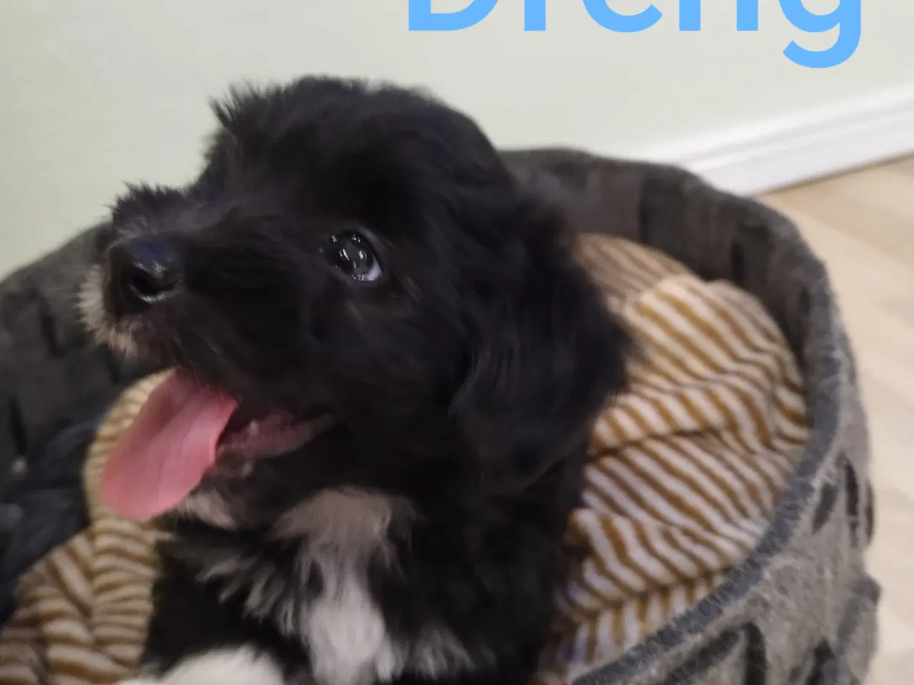 Billede 2 - Coton de Tulear / Bommuldshunde