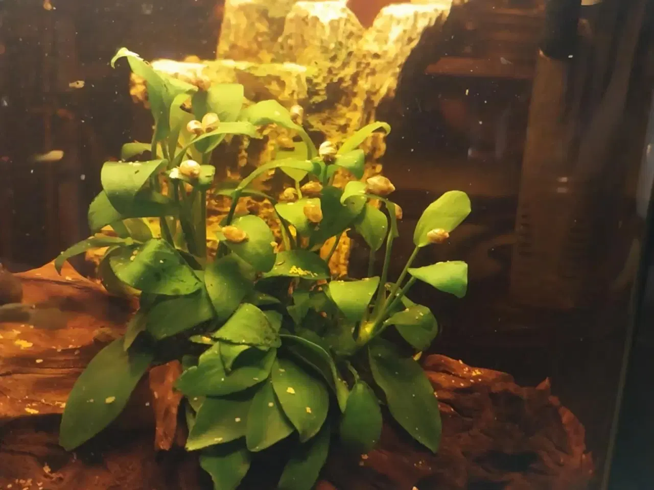 Billede 5 - Akvarie med fisk og tilbehør 