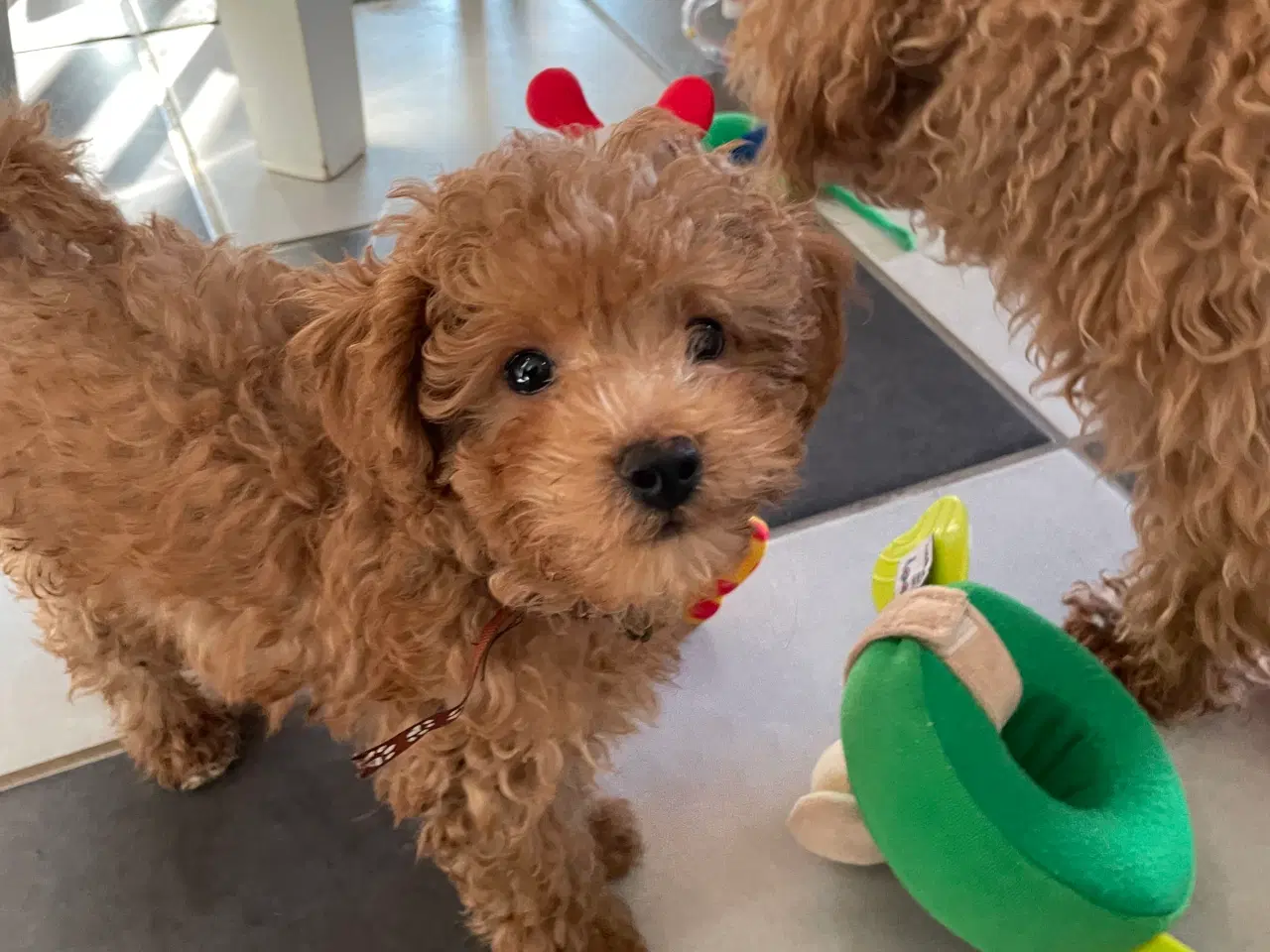 Billede 16 - Havapoo hvalpe - salgsklare..!