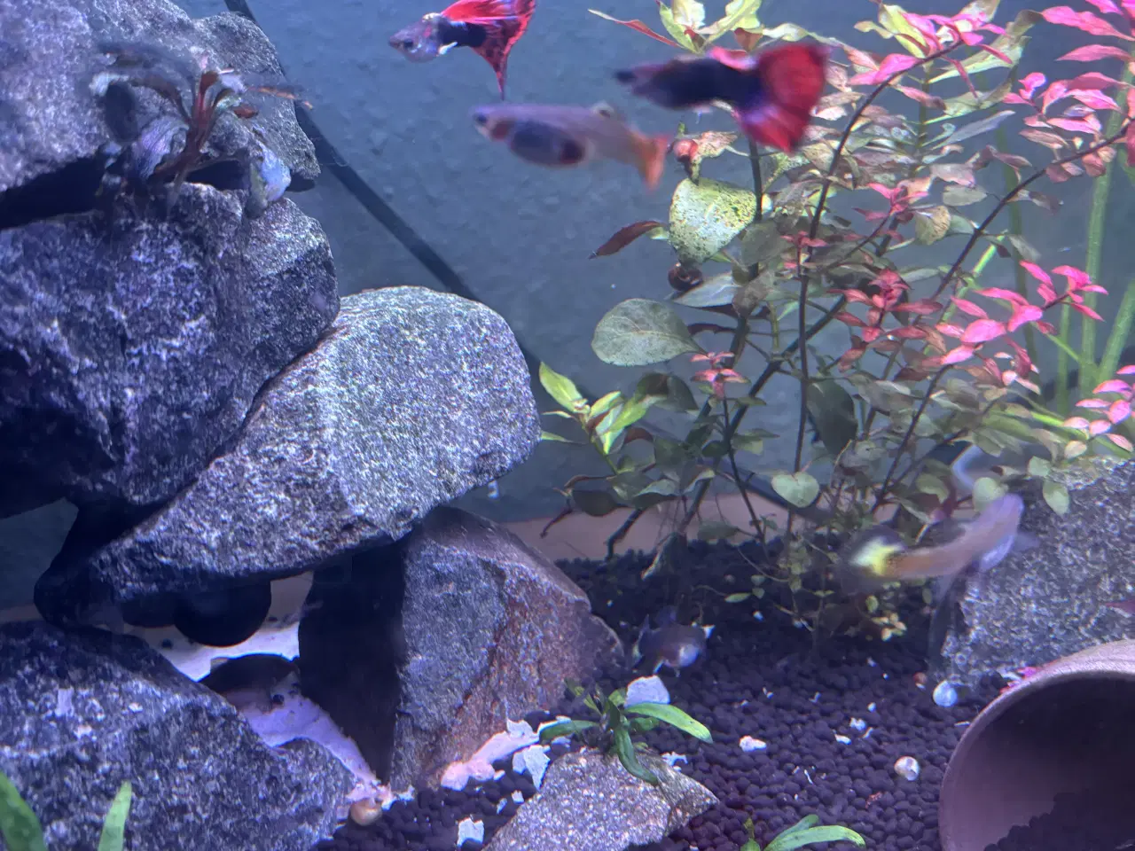 Billede 1 - Unger af guppy