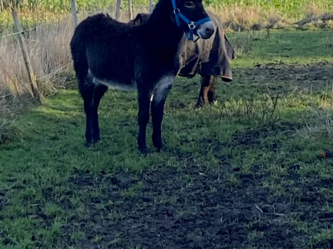 Billede 2 - Æsel hingst 