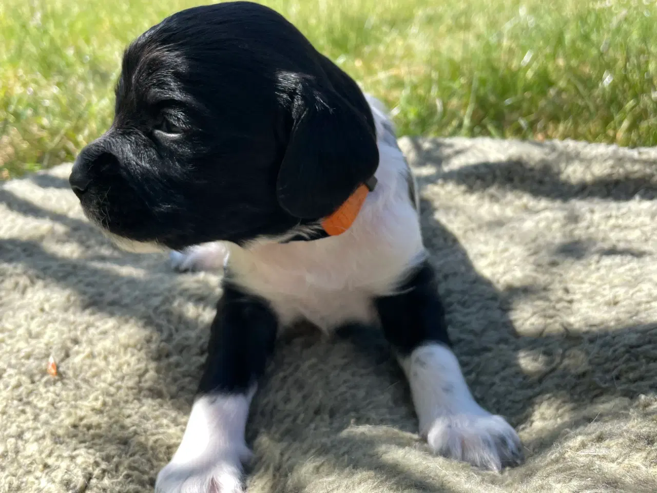 Billede 1 - FT springer spaniels 