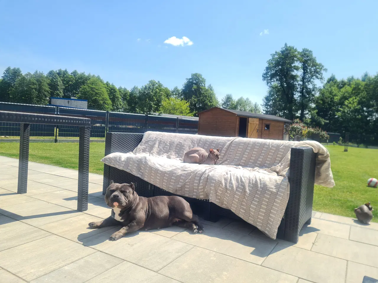 Billede 8 - American Bully Pocket smuk lilla 