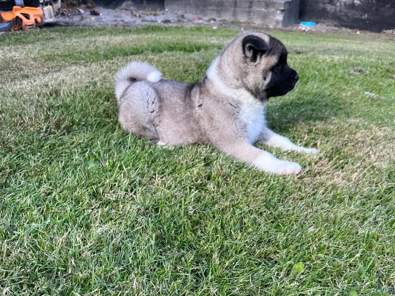 Billede 6 - Hundehvalpe Akita American 