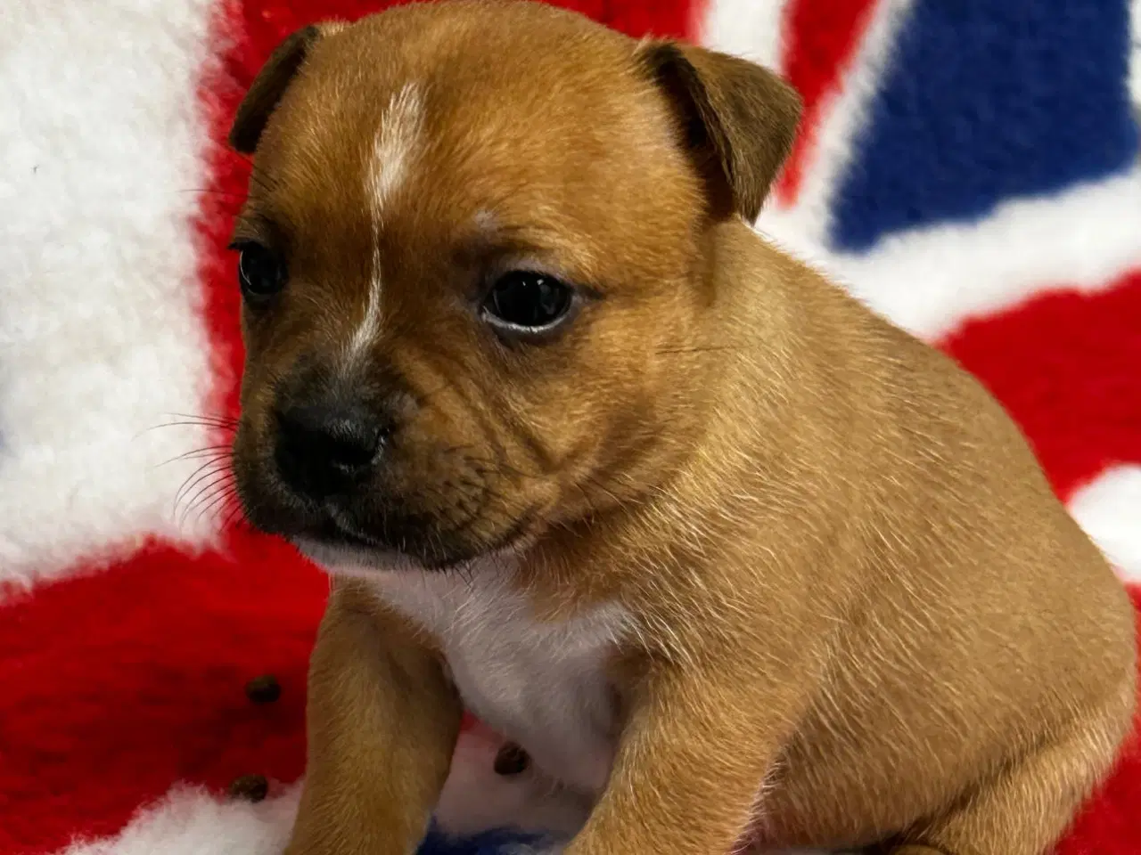 Billede 5 - De mest fantastisk staffordshire Bull terrier🐾