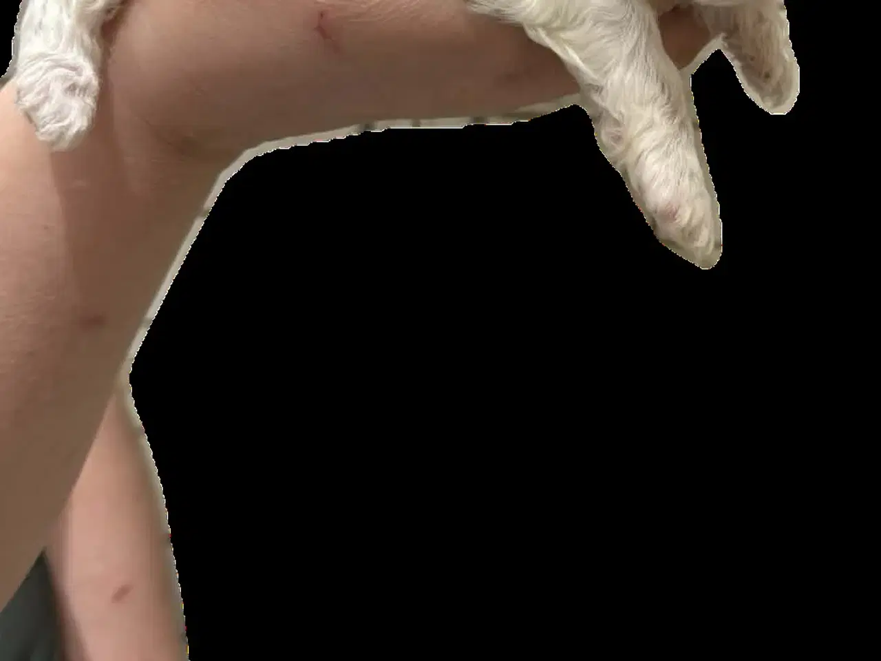 Billede 3 - Bichon Havanais/Coton De Tulear