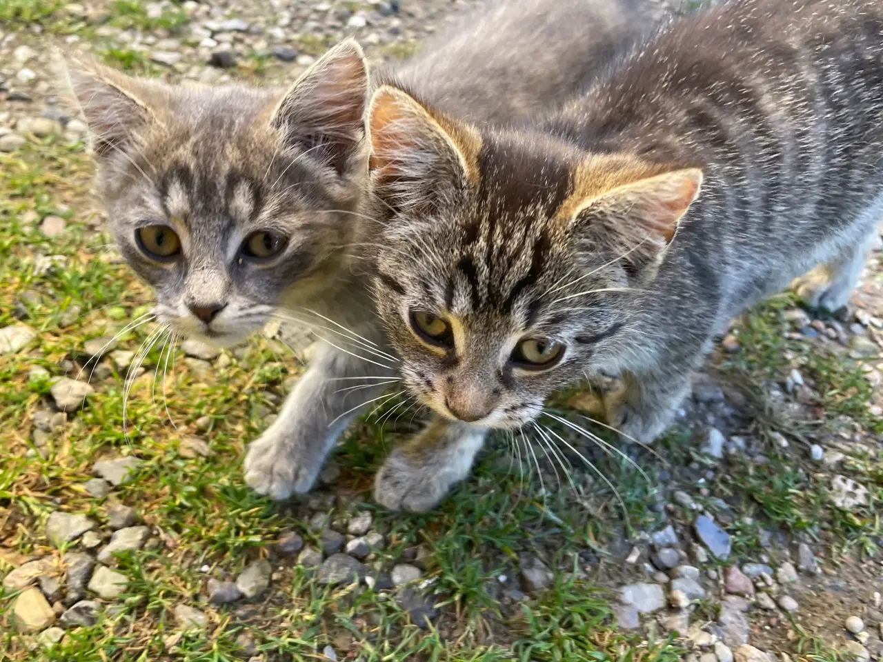 Billede 8 - Tre små katte
