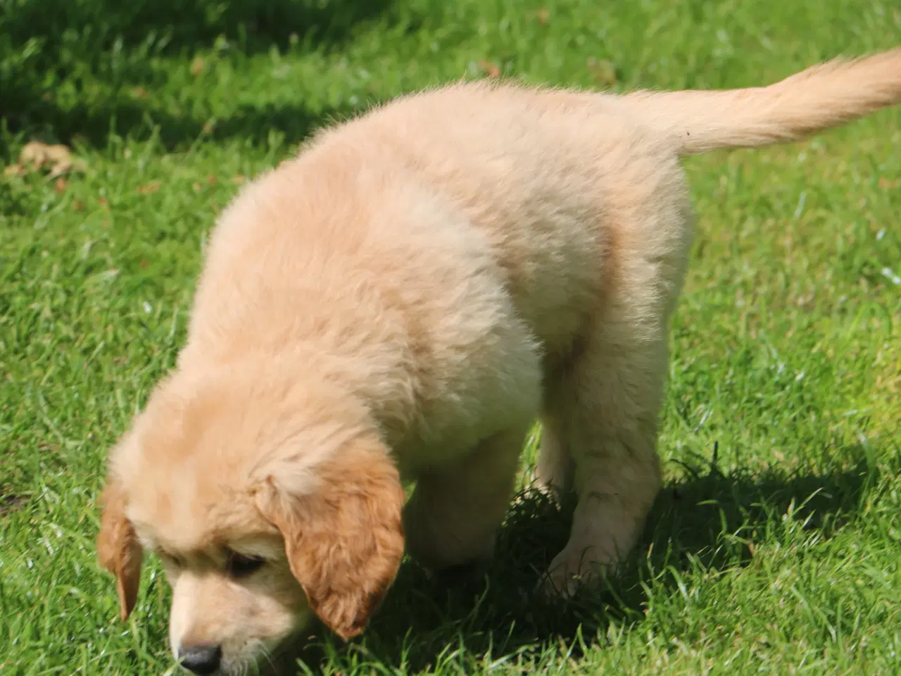 Billede 8 - Verdens smukkeste Golden Retriever hvalpe
