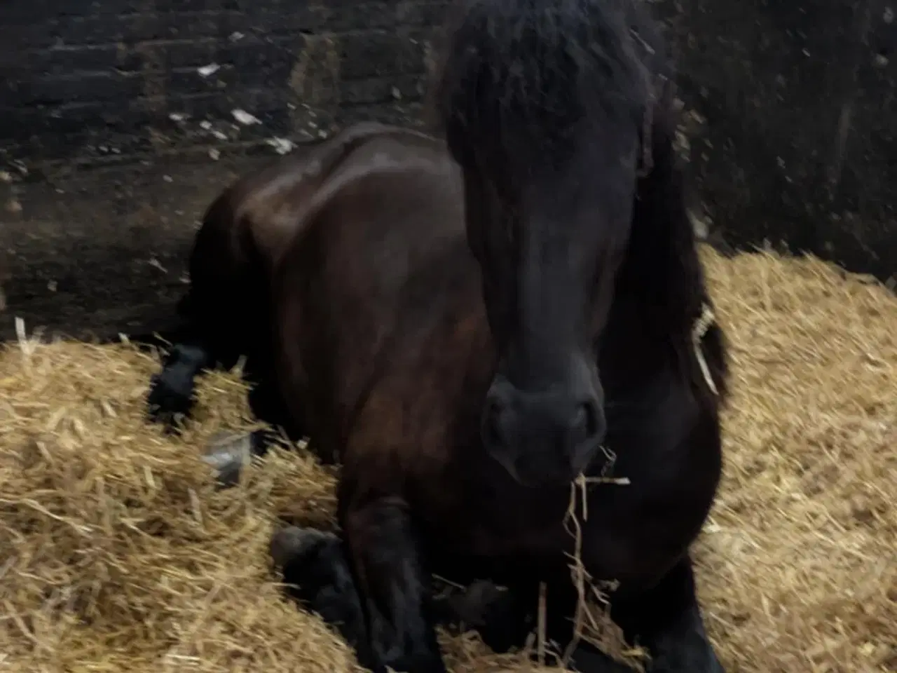 Billede 2 - Sort Barokpinto 