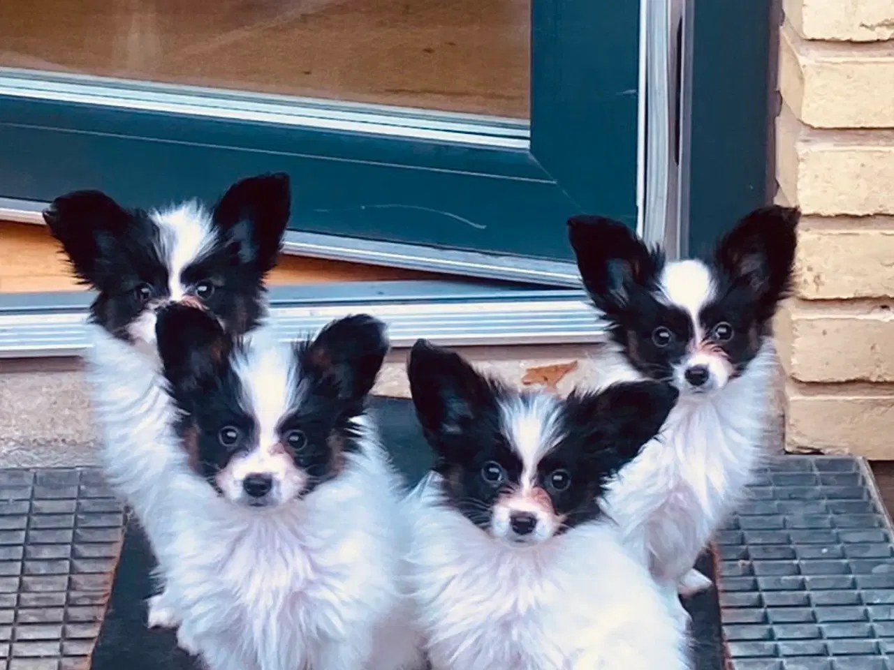 Billede 11 - Papillon hvalpe 