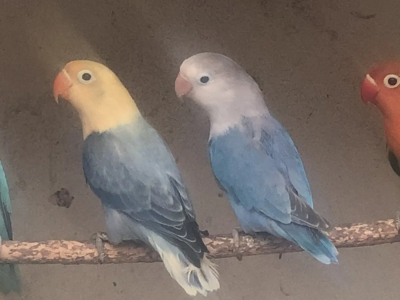 Billede 4 - Dværgpapegøjer